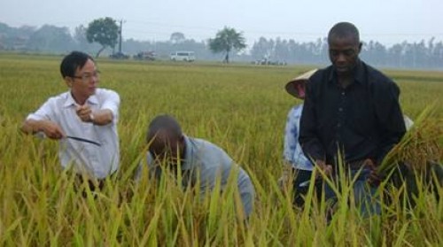 Vietnam and Mozambique boot agricultural co-operation - ảnh 1